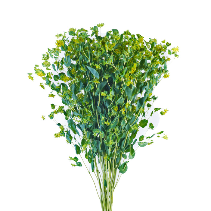 Bupleurum