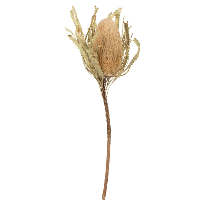 12" Natural Banksia Flower Stem