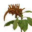 Amaranthus