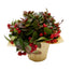 6 in Gaultheria