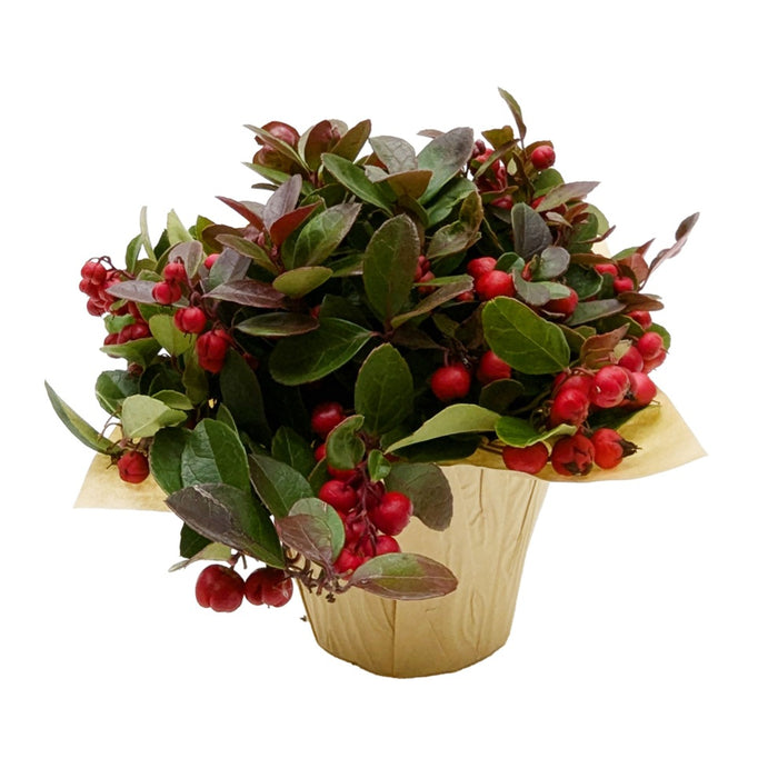 6 in Gaultheria