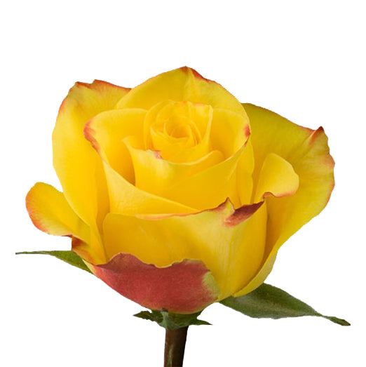 Rose 50cm High and Yellow Magic