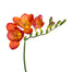 Freesia