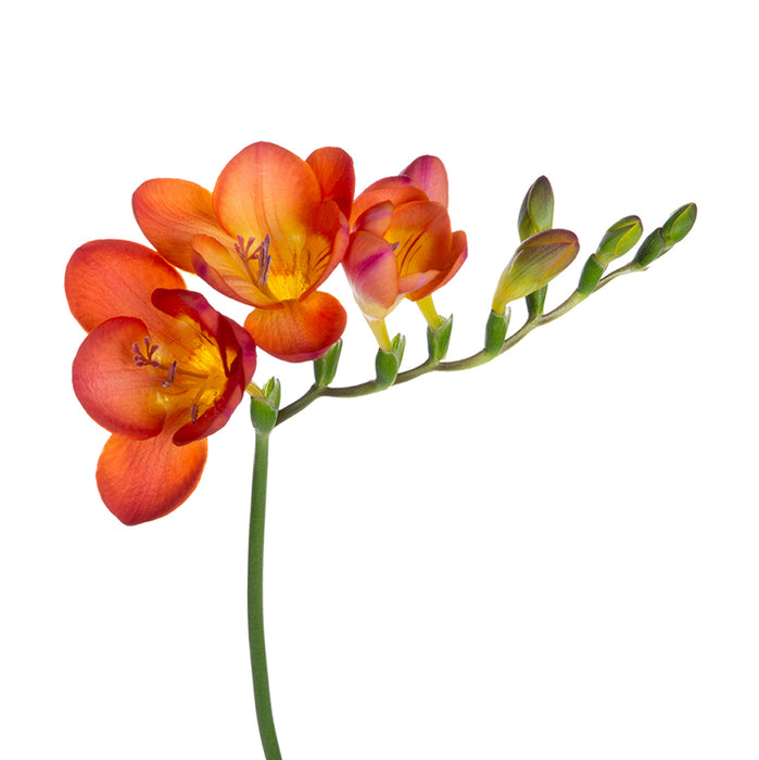 Freesia