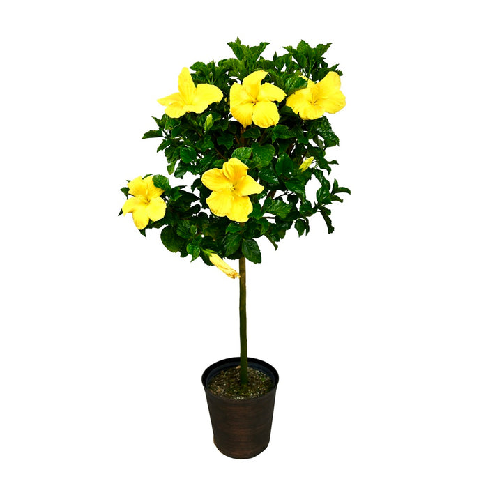 Hibiscus Standard