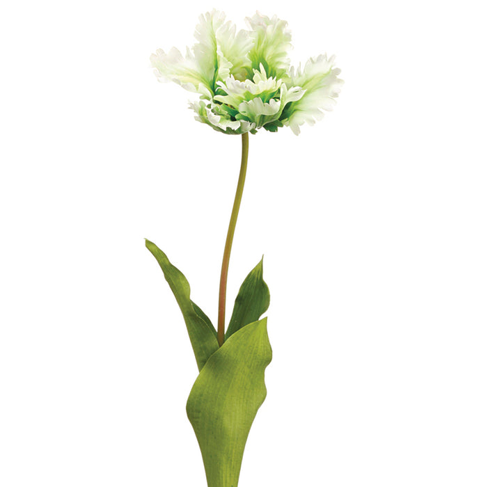 Open Parrot Tulip