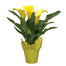 Calla Lily