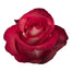 Novelty Roses
