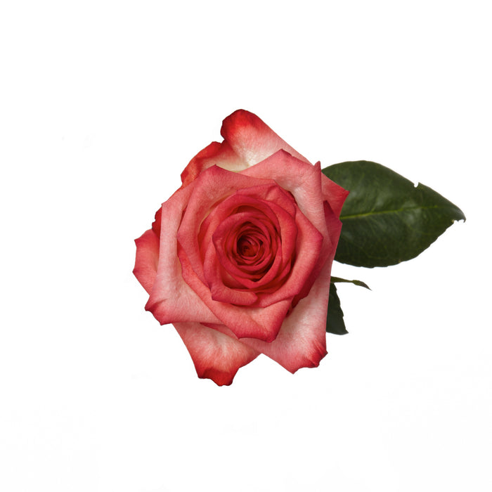 Rose Novelty Blush 60cm