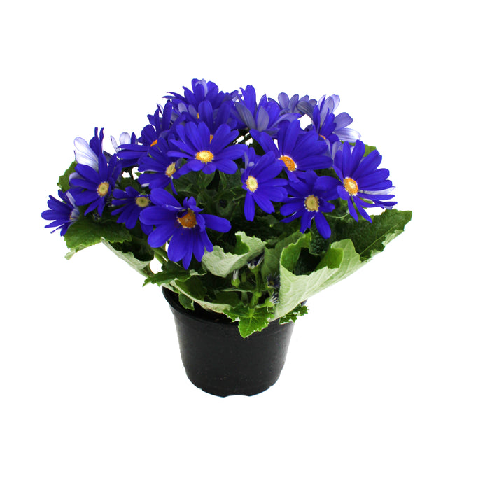 6 in Cineraria