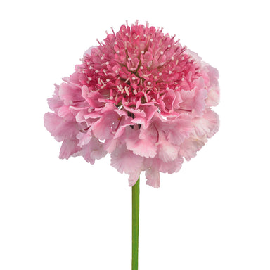 Scabiosa