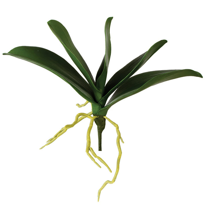 10.5" Phalaenopsis  Greenery