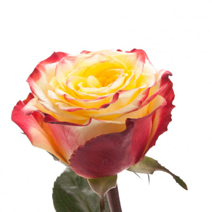 Rose Novelty High and Flame 60cm