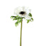 23 in Anemone - White