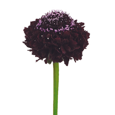 Scabiosa