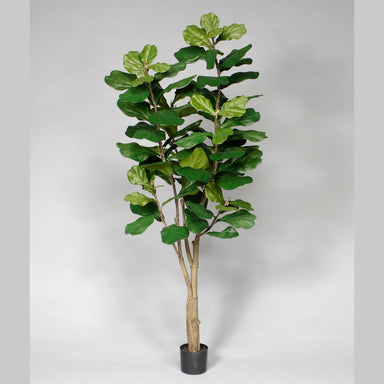 7' Polyester Potted Fiddle Tree W/89 Lvs In 7"Dia Black Pot Green