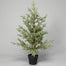 48" Song Spruce Tree in Pot