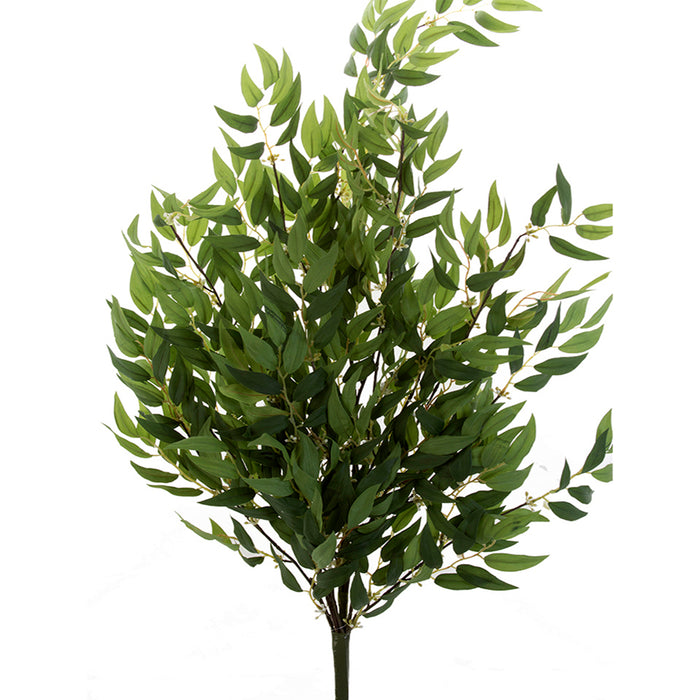 36 In Ruscus Bush with Seeds