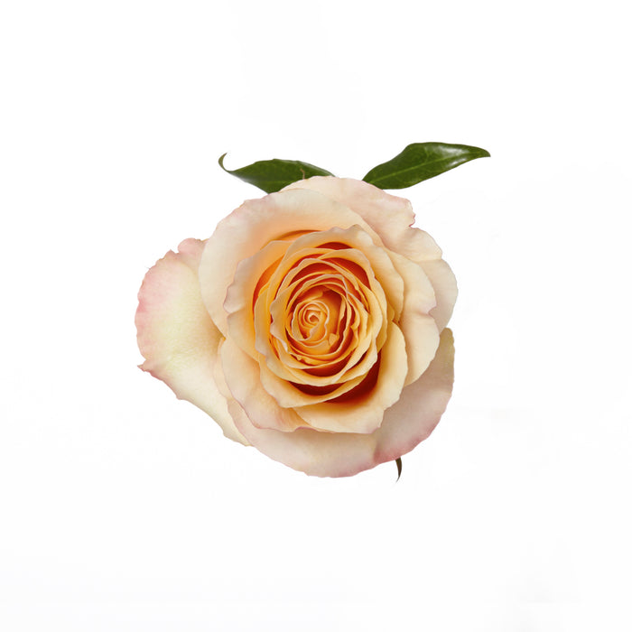 Rose Peach Carpe Diem 40cm