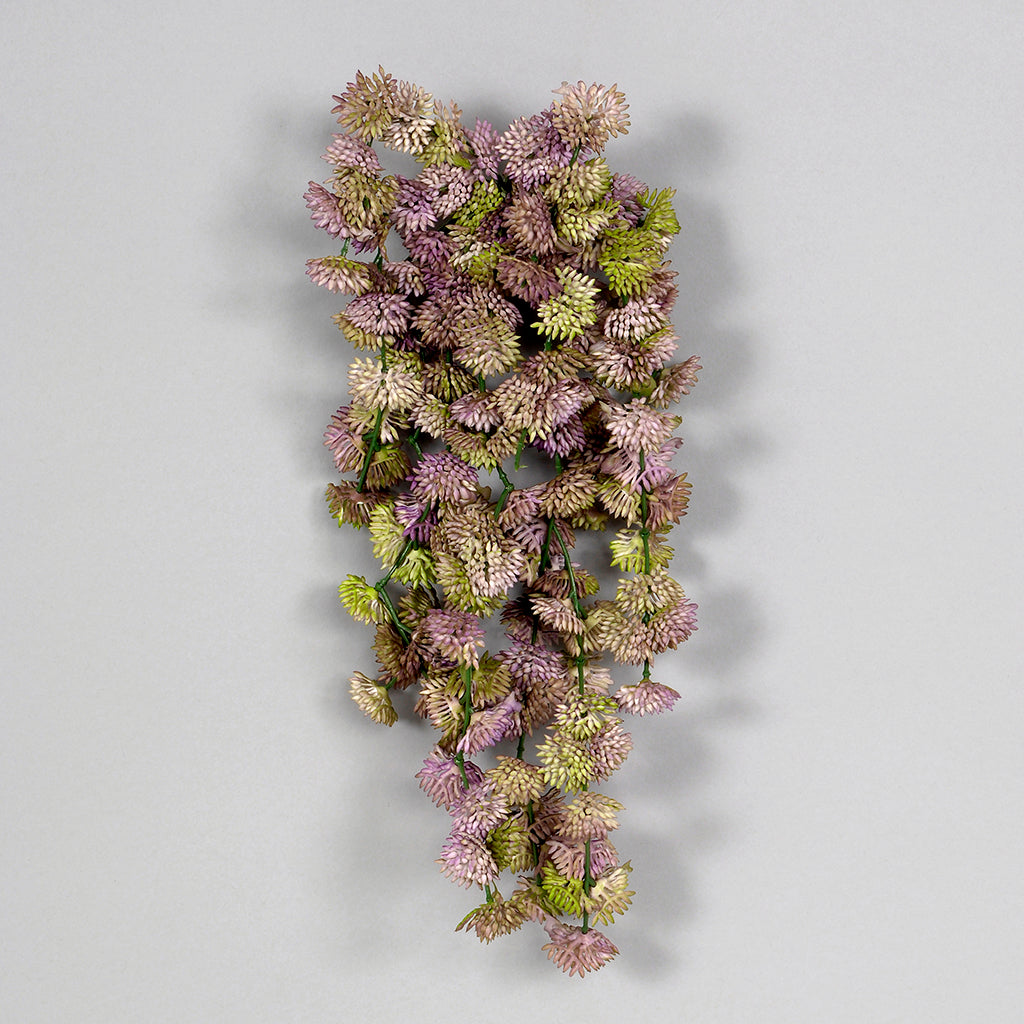 hanging clover plant 12