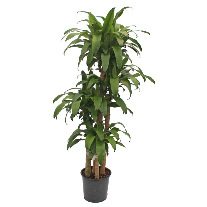 dracaena mass cane Dracaena Mass Cane — Baisch & Skinner
