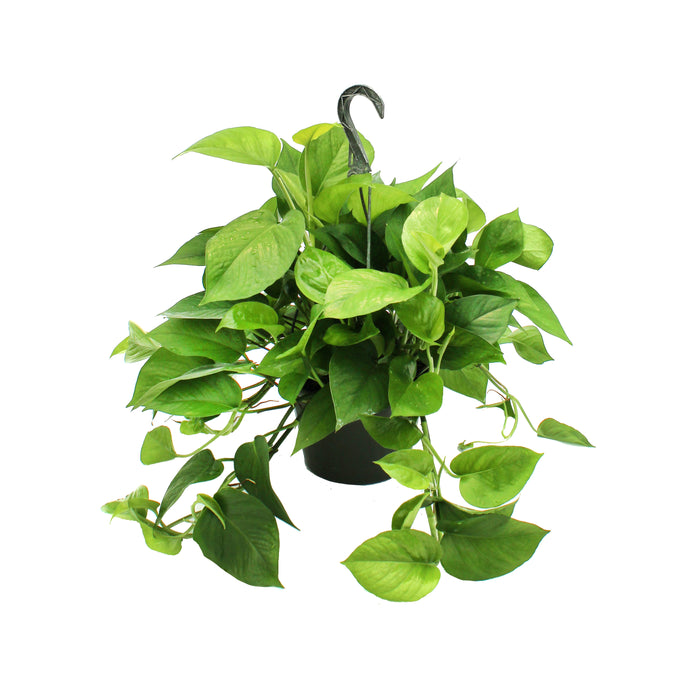 8 in Pothos Jade Hanging Basket