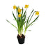 6 in Daffodil